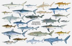Shark Chart Megamouth Shark Species Of Sharks Shark