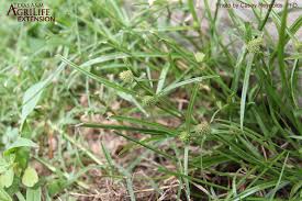 Image result for Kyllinga appendiculata