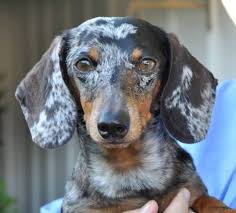 All texas dachshund rescue is saddened to share the loss of a loving and dedicated volunteer and foster mom, diane deaton on february 2, 2021. Pets For Adoption At Dachshund Lovers Of Texas In Dallas Tx Petfinder
