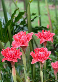 Image result for Etlingera