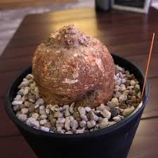 Image result for Adenia kirkii