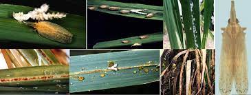 Almost all homes should have a termite treatment plan and be inspected by a licensed pest control company like orkin. Sugarcane Entomology
