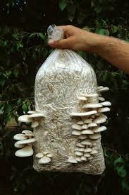 Enokis are one of the easiest edible mushrooms to grow at home. Mushroom Growing At Home