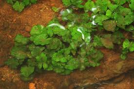 Image result for Nymphaea maculata