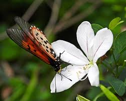 Image result for Buddleja dysophylla