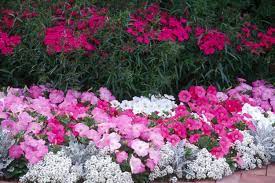 Pin On Garden Landscape