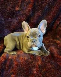 Cute and adorable french bulldog puppies for adoption text 530 324 2315. Text Call 206 Blue Eyes French Bulldog Puppies Facebook