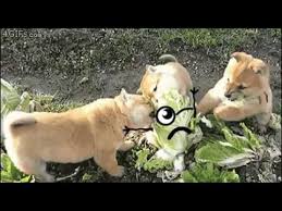 Download and use 40,000+ faces stock photos for free. Real Life Doodles Compilation Faces Put On Gifs Are Quite Entertaining Funny Stuff Youtube