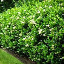 Wavy Leaf Privet Ligustrum Hedges Landscaping Garden Hedges Arborvitae Landscaping