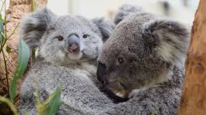 Looking for the best wallpapers? This Baby Koala Just Loves Cuddling Youtube