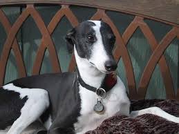 Black And White Italian Greyhound Puppy Black White Whippet Whippet Dog Expressions Grey Hound Dog