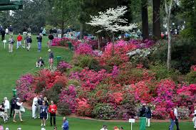 Image result for Azalea azaleas