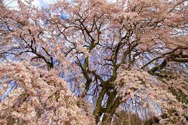 Check spelling or type a new query. 11 Best Spots To See Cherry Blossoms In New Jersey New Jersey Digest Magazine
