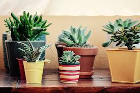 Una pecera u otro recipiente de vidrio lo suficientemente profundo. Como Hacer Un Terrario Con Cactus Y Suculentas Paso A Paso