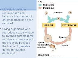 Confused with how chromosome numbers change in mitosis and meiosis? 4 2 Meiosis State That Meiosis Is A
