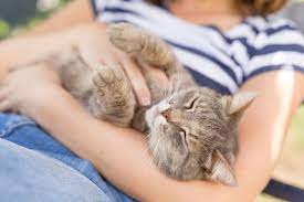 Can Pets Make Hayfever Symptoms Worse