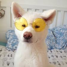 Soyle Cool Bir Kopek Dog Animals Cat Mood Tumblr Aesthetic Holographic Photooftheday Photograpy Photo Photoshoot Photogra Cute Animals Animals Dogs