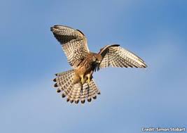 Bbc Blogs Autumnwatch Wing Tips Identifying Our Birds