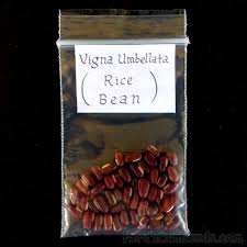 Image result for Vigna umbellata