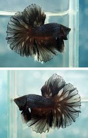 Type Of Betta Fish If You Are Like Me And Have A Strong Passion For Freshwater Aquariums You Have Probably Considered Incorporating Bet Betta Fish Betta Fish