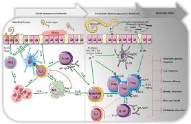 Image result for Helminth