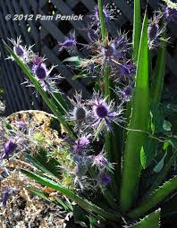 Image result for Erlangea remifolia