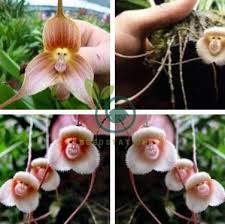 Rare Japanese Monkey face Orchid 200 Seeds