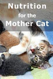 Nutrition For The Mother Cat Pregnant Cat Cat Care Cats