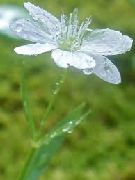 Image result for Stellaria sennii