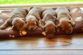 Looking for a goldendoodle puppy or dog in illinois? Goldendoodle Pets And Animals For Sale Illinois