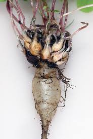 Image result for Oxalis debilis