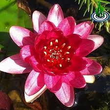 Image result for Nymphaea divaricata