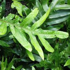 Image result for Microsorum scolopendria