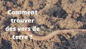 Rêver de manger des œufs, est un signe de richesse. Comment Trouver Des Vers De Terre