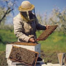 Will Work For Food Food Bee Keeping Unique Recipes