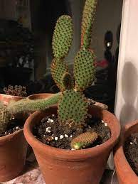 You should wash the roots off well before replanting in fresh potting. Why Are The Pads On My Opuntia Microdasys Falling Off Cactus