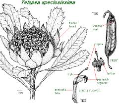 Image result for Telopea