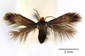 Image result for Stigmella pyri