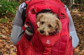 We did not find results for: 17 Dog Products Our Readers Say Are The Best