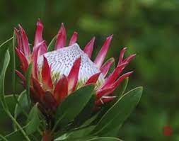 Pin On Red Burgundy Flowers