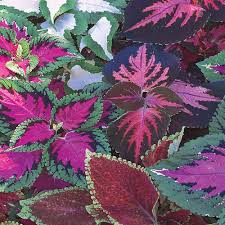 Image result for Coleus defoliatus