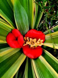 Image result for Psychotria auxopoda