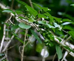 Image result for Canthium