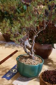 Image result for Crassula sarcocaulis