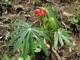 Image result for Jatropha multifida