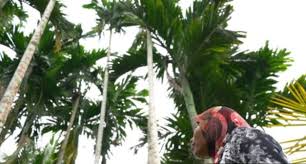 The local timezone is named asia / kuala lumpur with an utc offset of 8 hours. Pokok Pinang In English