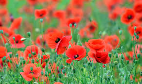 Maybe you would like to learn more about one of these? The 7 Fastest Growing Flower Seeds My Weekly