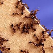 Locations throughout central california we serve throughout a very large area covering central and northern california. 52 Ants Termites Sacramento Official Pest Prevention Ideas Ants Pest Control Termites