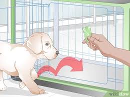 From the day your new pup comes home—whether she's eight weeks or four months old—it's up to you to set her up for successful nights. How To Get Your Puppy To Sleep In Its Own Bed 13 Steps