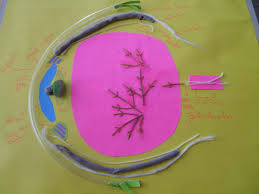 How to make model of section of eye using thermocol. Goz Modeli Nasil Yapilir Eodev Com